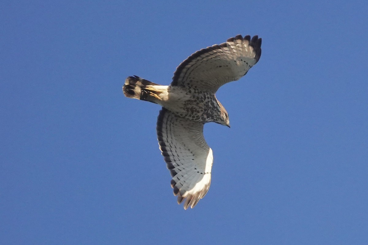 Broad-winged Hawk - Richard Hall