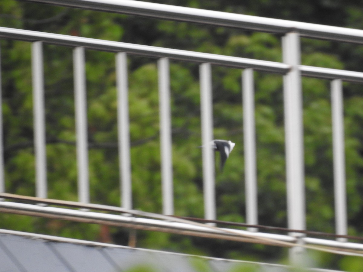 Red-billed Starling - ML618951935