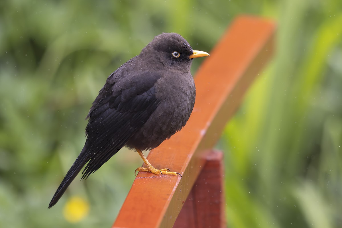 Sooty Thrush - Jon Irvine