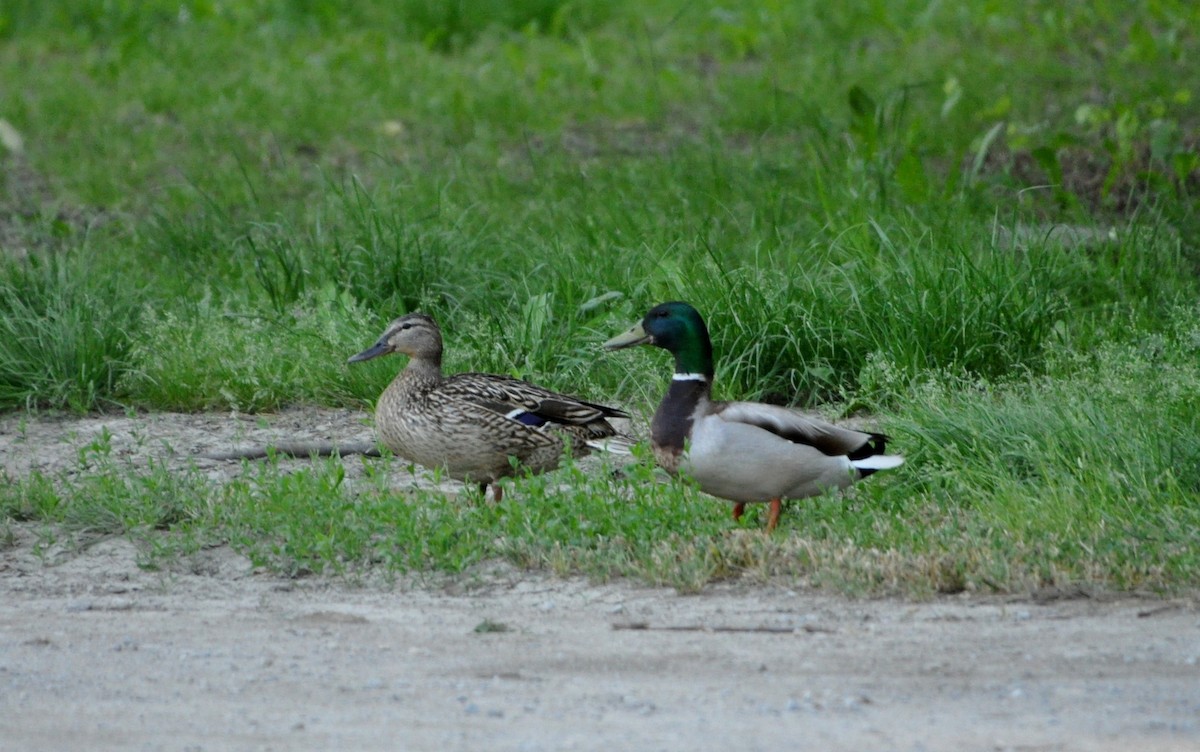 Mallard - Magdalena Grahovac