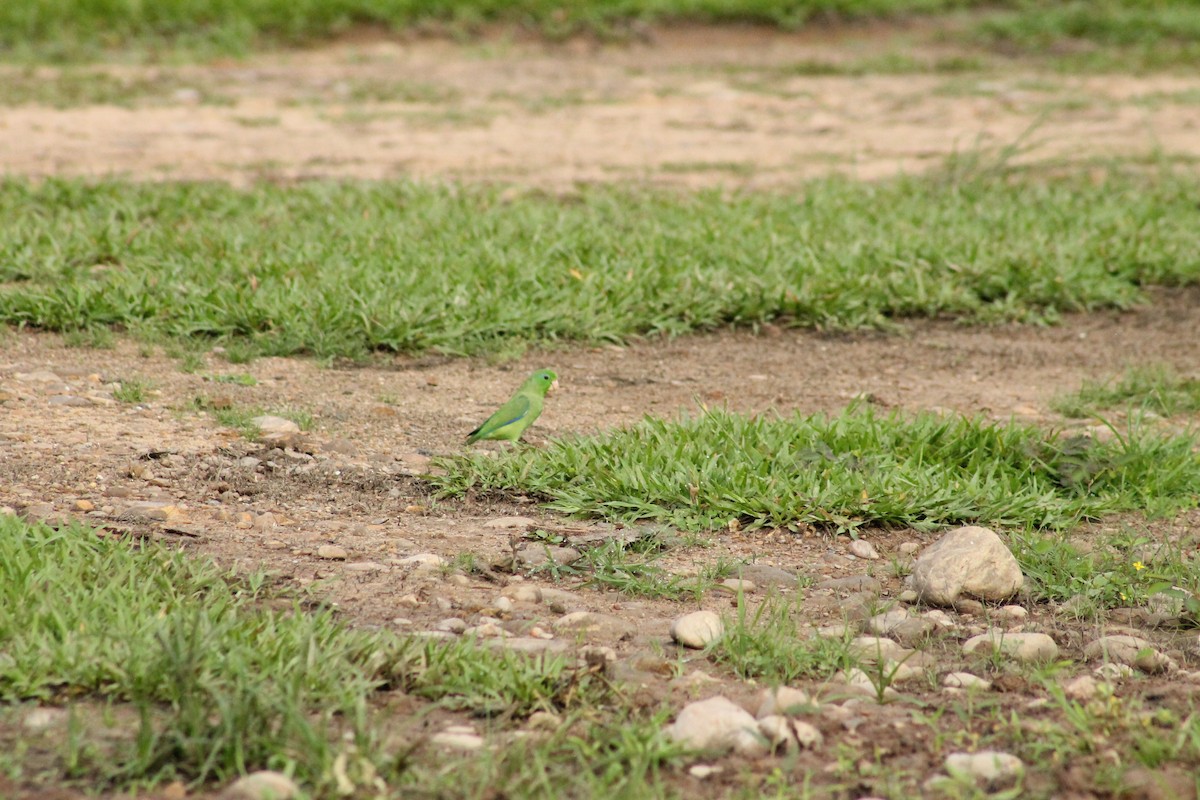 Spectacled Parrotlet - Cristian A. Ramírez-Álvarez