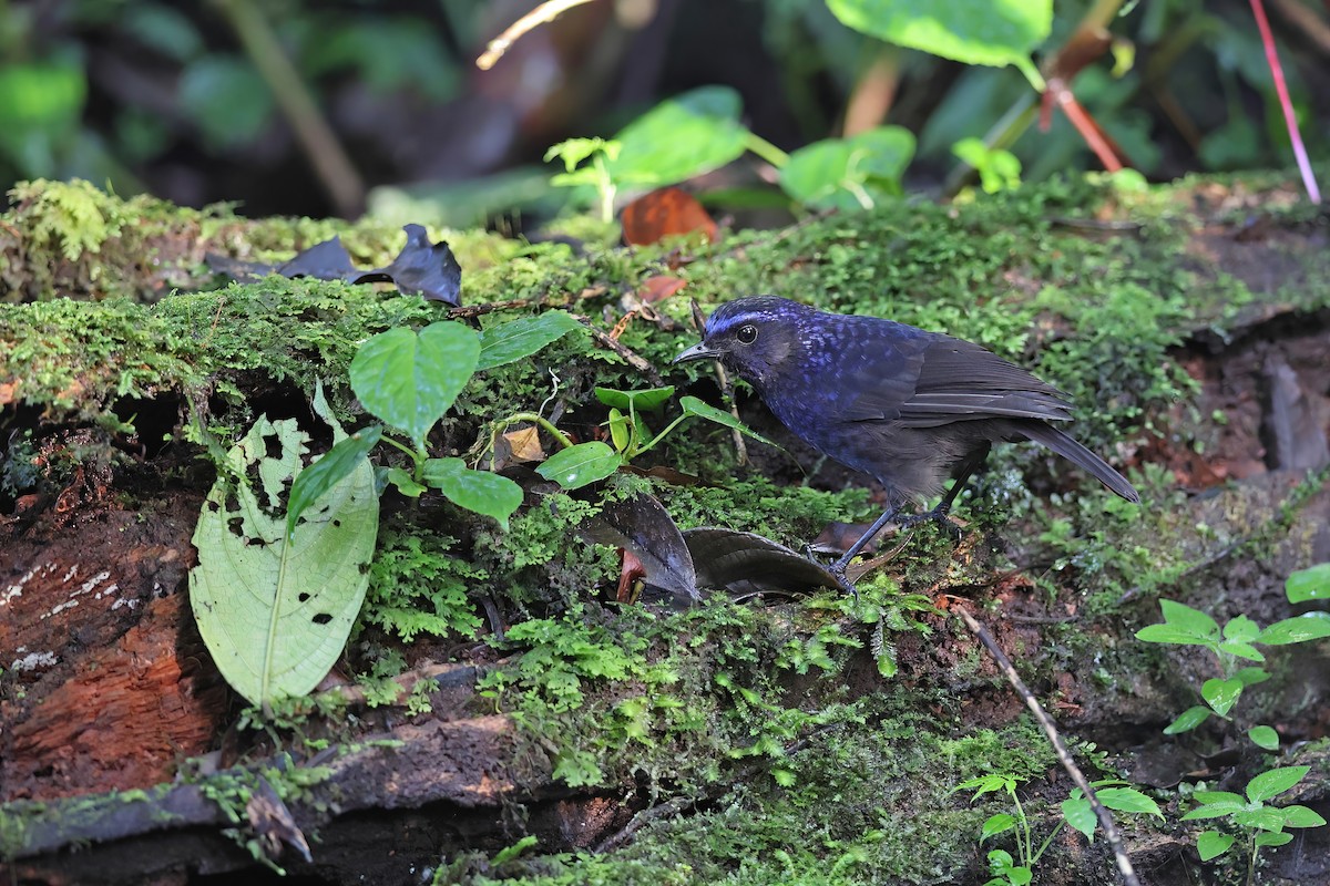 Shiny Whistling-Thrush - ML618951957