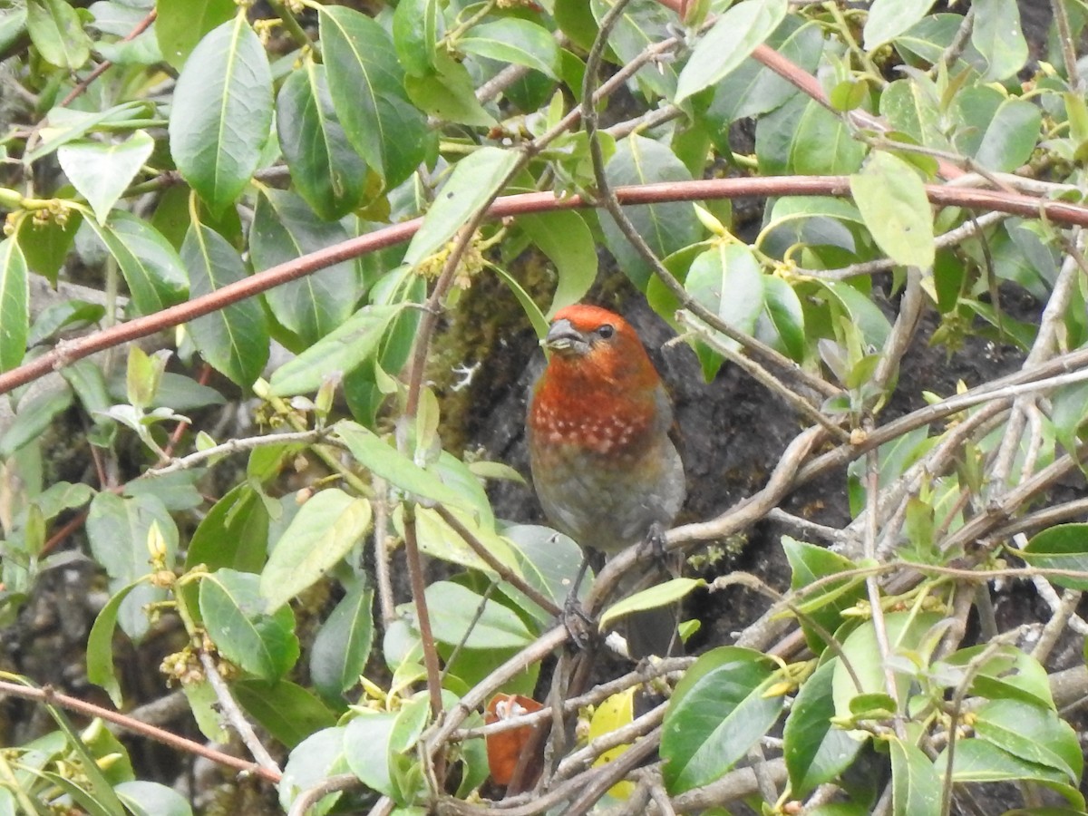 Crimson-browed Finch - Suebsawat Sawat-chuto