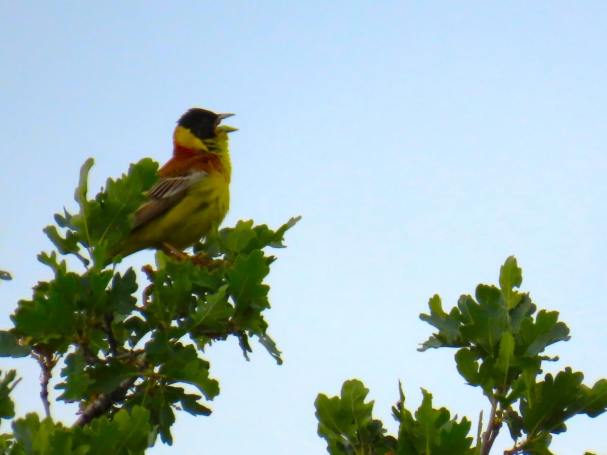 Black-headed Bunting - Lyubomir Profirov