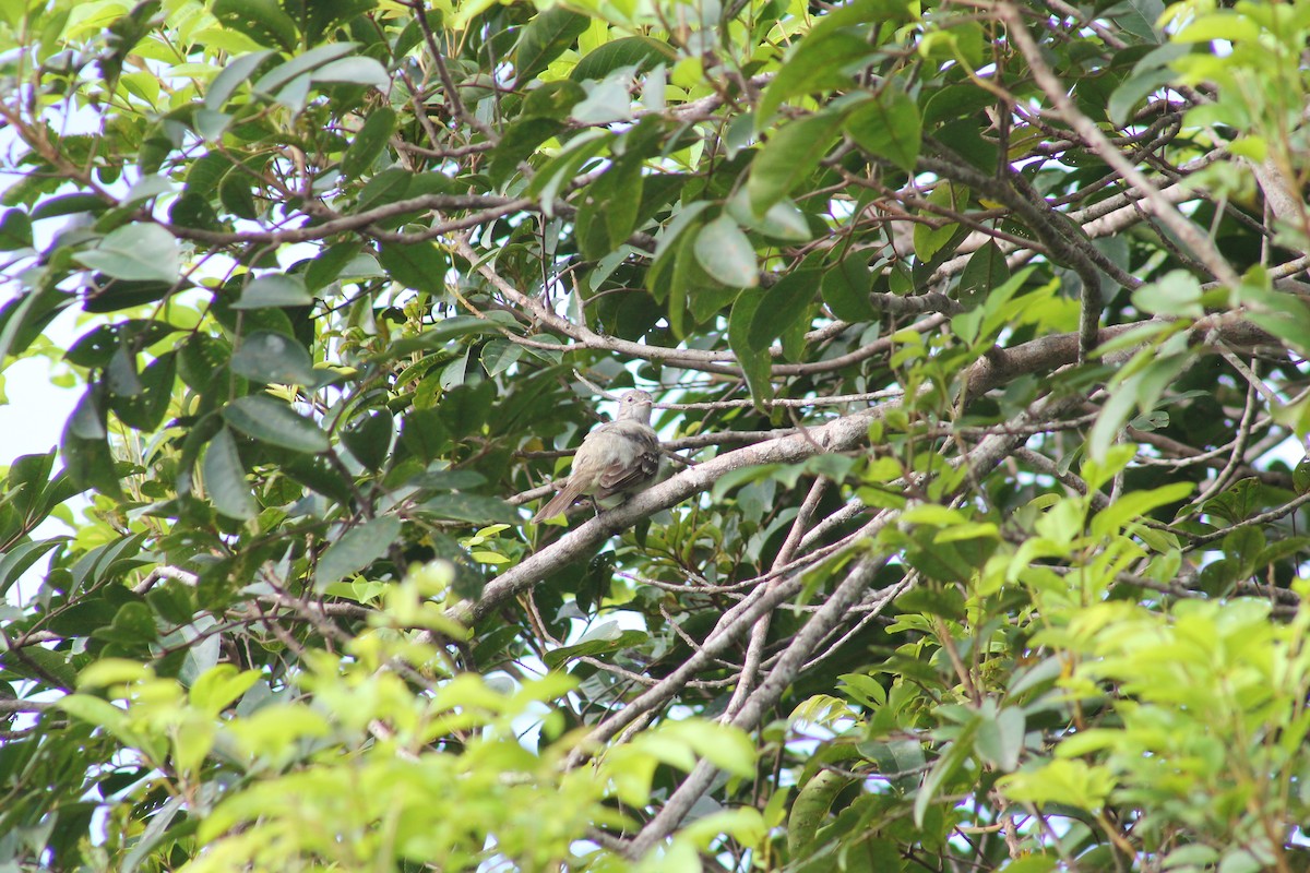 Yellow-bellied Elaenia - Cristian A. Ramírez-Álvarez