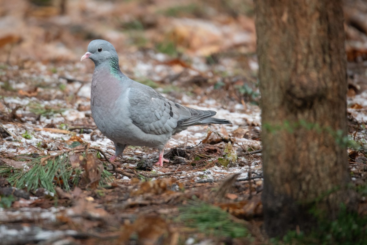 Stock Dove - Guido Van den Troost