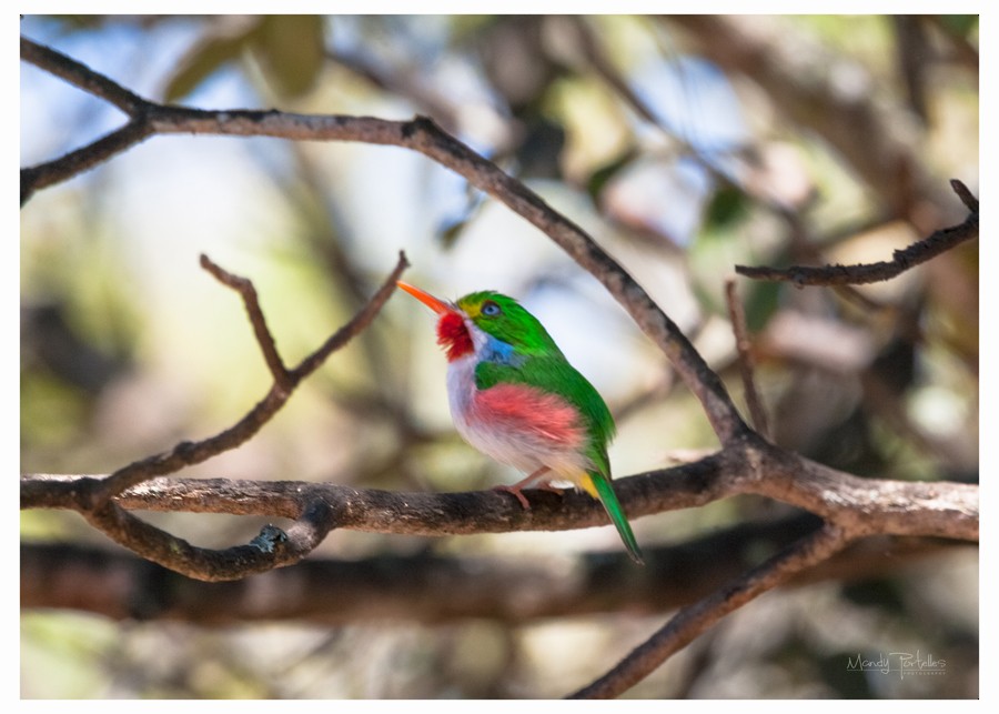 Cuban Tody - Armando Portelles Zaldivar