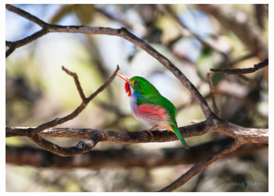 Cuban Tody - Armando Portelles Zaldivar