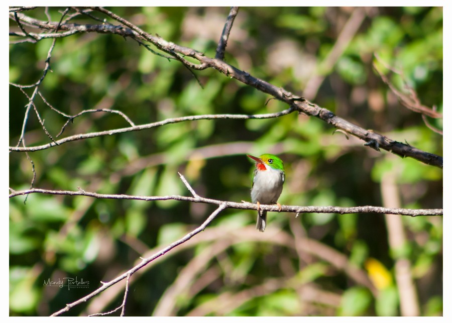 Cuban Tody - ML618952018