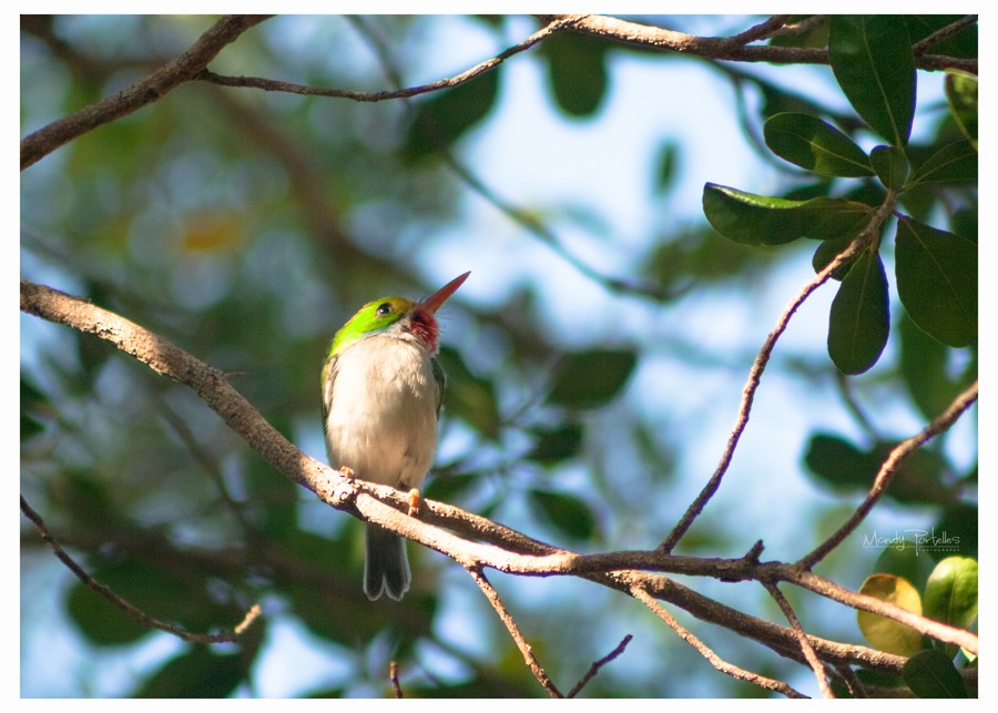 Cuban Tody - Armando Portelles Zaldivar