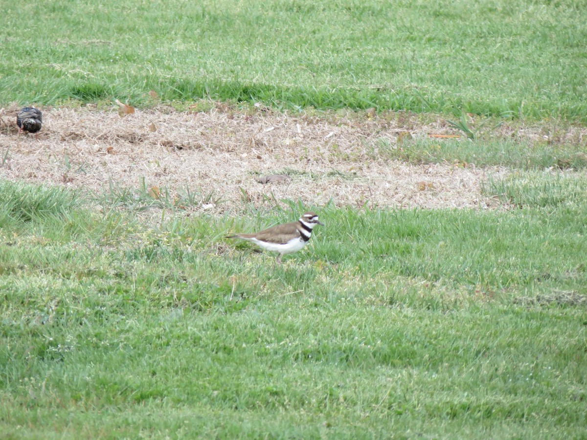 Killdeer - ML618952024