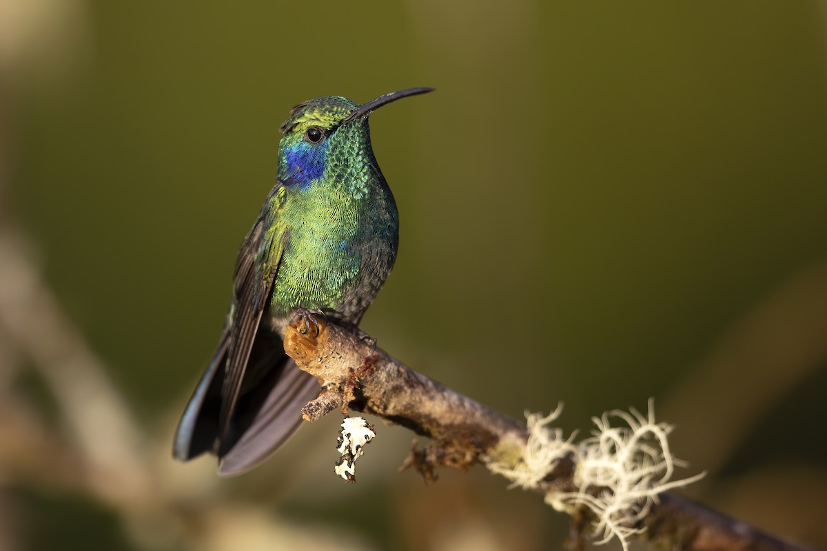 kolibřík modrouchý - ML618952032