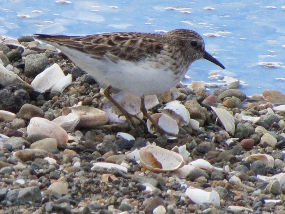 Least Sandpiper - ML618952033