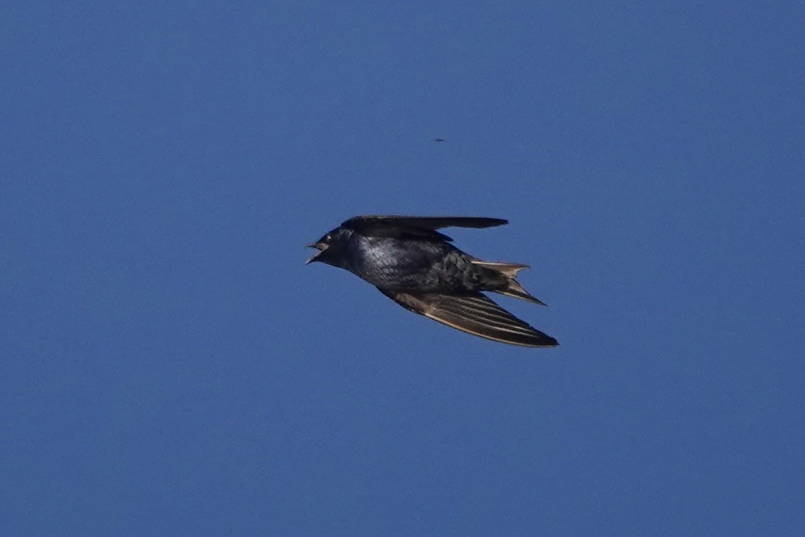 Purple Martin - Richard Hall