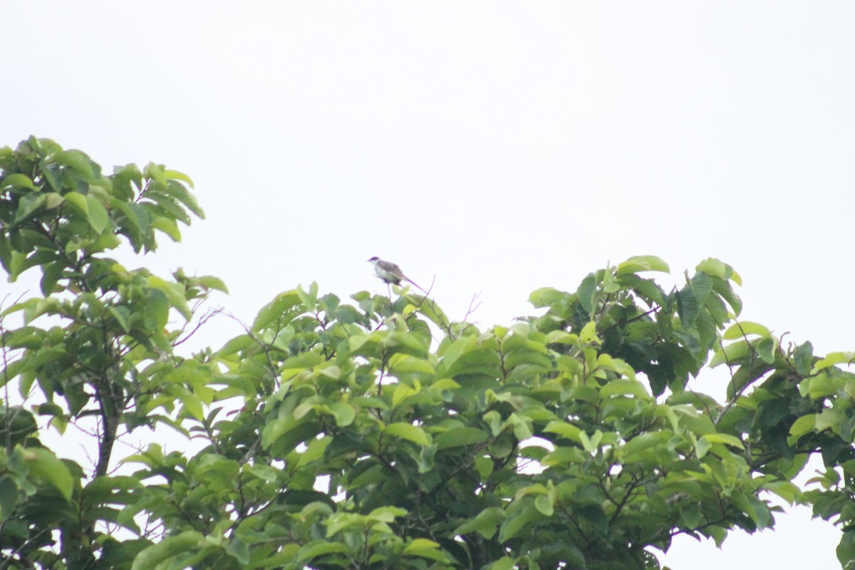 Fork-tailed Flycatcher - Cristian A. Ramírez-Álvarez