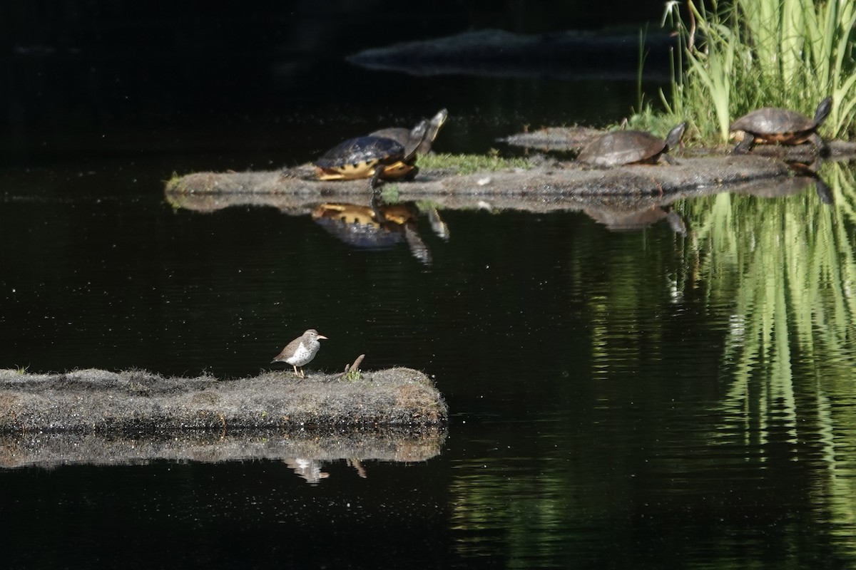 Spotted Sandpiper - Richard Hall