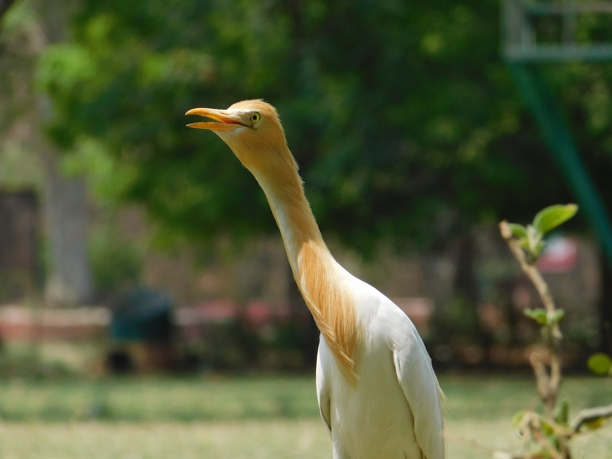 Eastern Cattle Egret - NARSINGH MANI