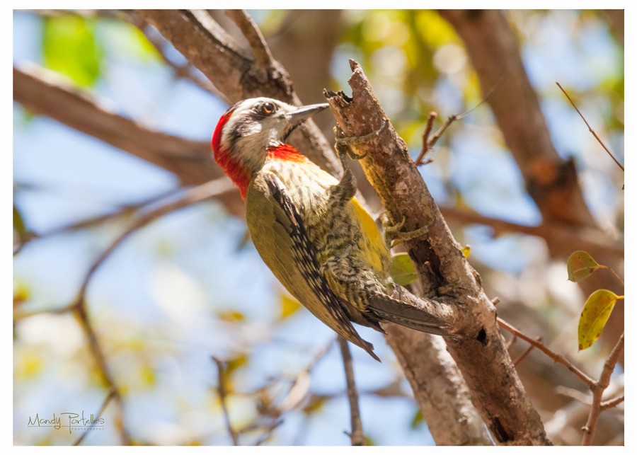 Cuban Green Woodpecker - Armando Portelles Zaldivar