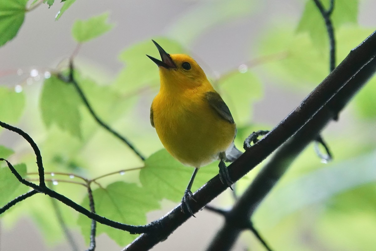 Prothonotary Warbler - Richard Hall