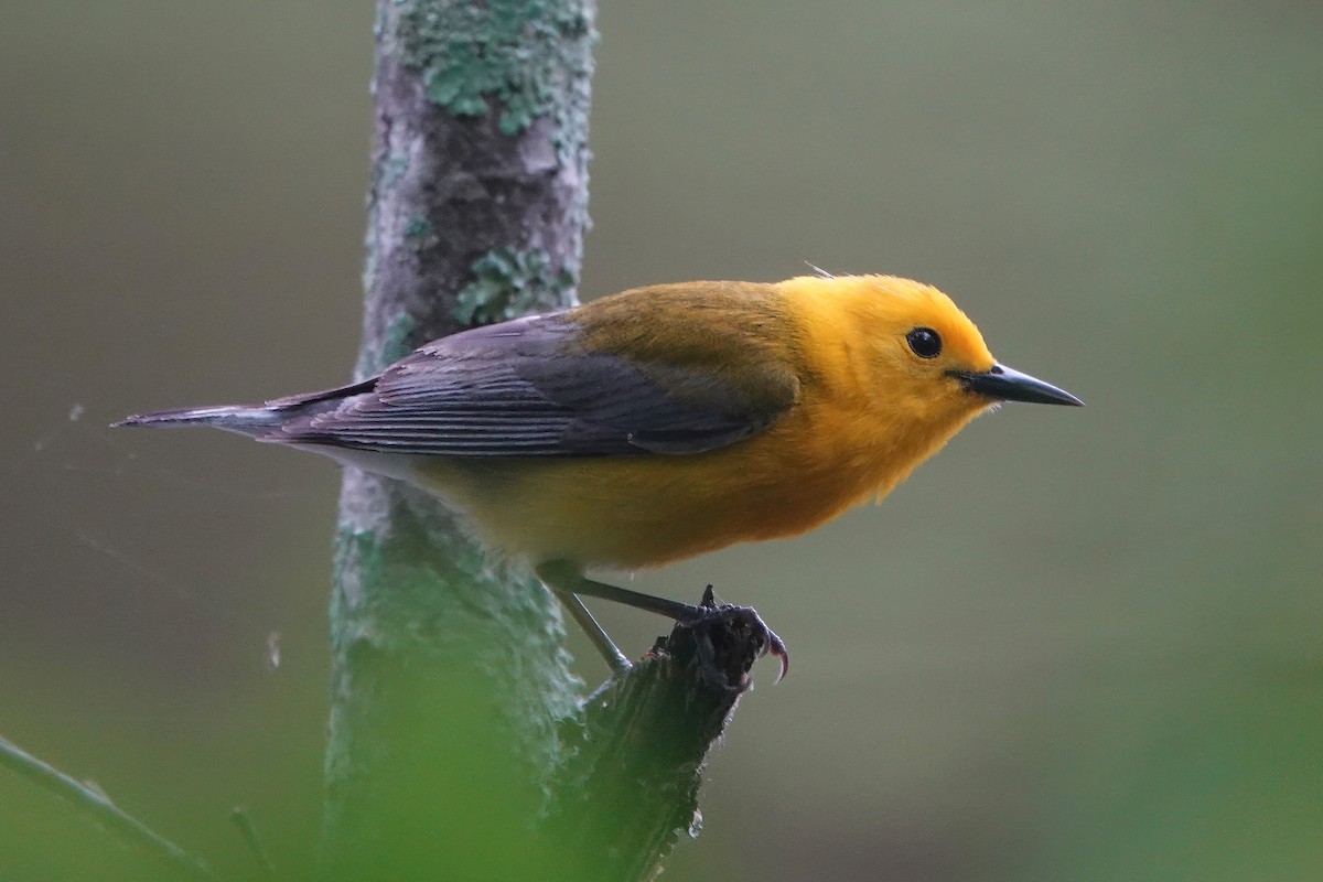 Prothonotary Warbler - Richard Hall