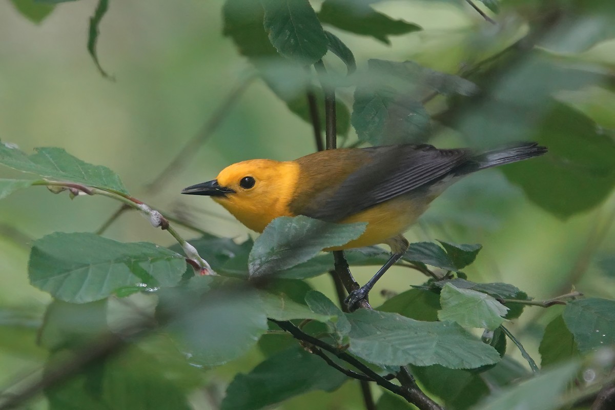 Prothonotary Warbler - Richard Hall