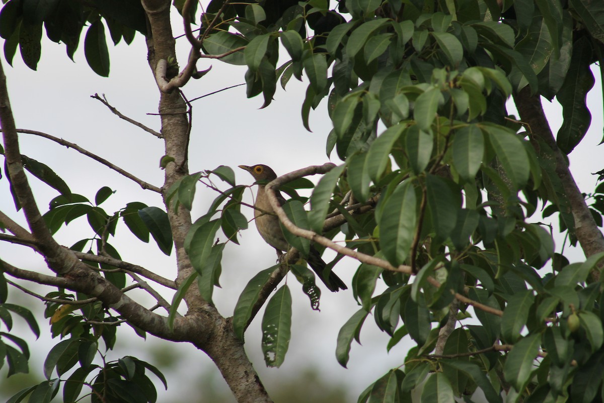 Spectacled Thrush - Cristian A. Ramírez-Álvarez