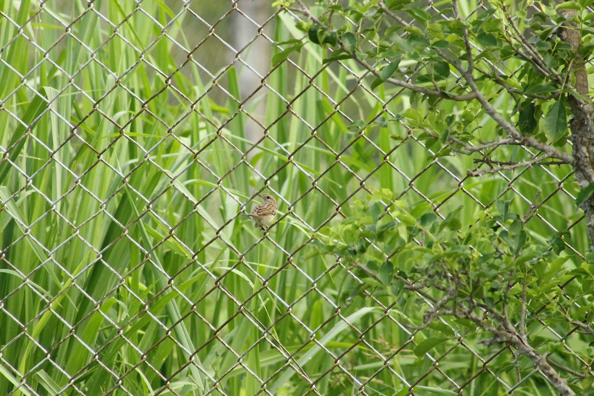 Yellow-browed Sparrow - Cristian A. Ramírez-Álvarez