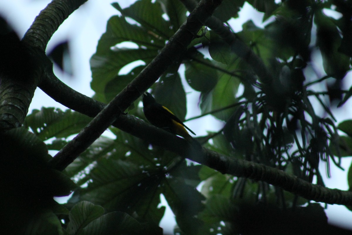 Yellow-rumped Cacique - Cristian A. Ramírez-Álvarez