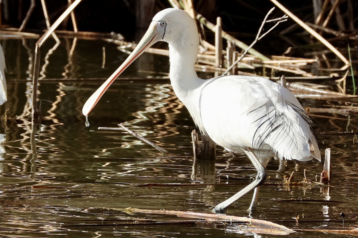 Yellow-billed Spoonbill - Terry O’Connor