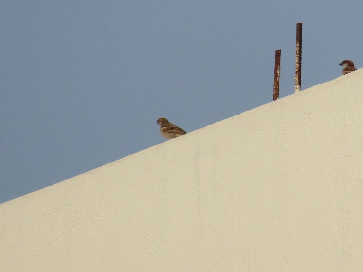 House Sparrow - Shilpa Gadgil