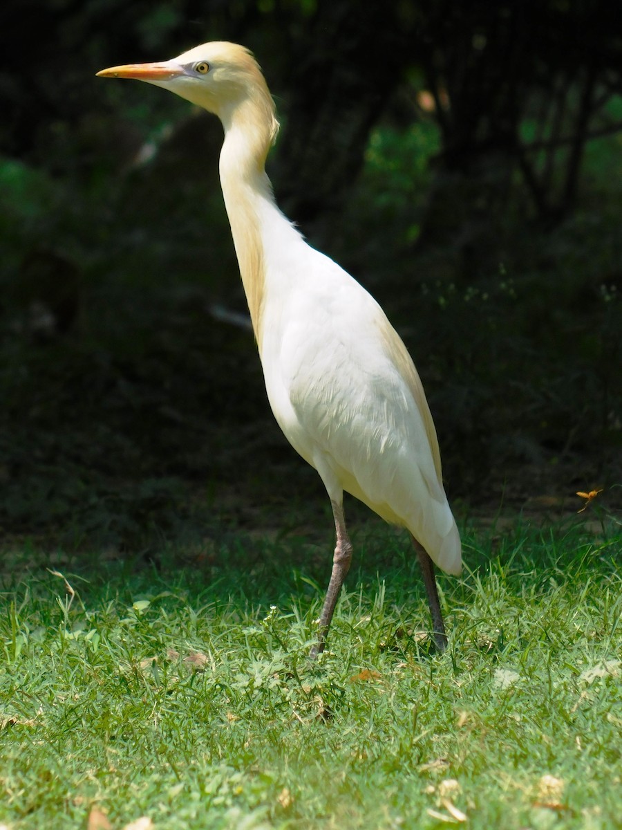 Eastern Cattle Egret - NARSINGH MANI
