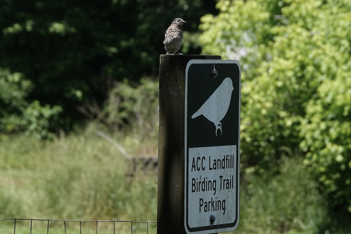 Eastern Bluebird - ML618952148