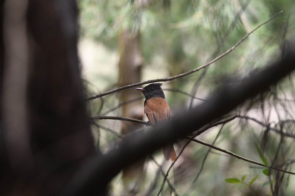 Black Paradise-Flycatcher - 品諭 陳