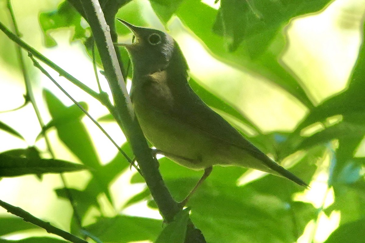 Connecticut Warbler - ML618952181