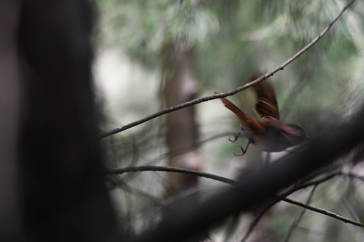 Black Paradise-Flycatcher - Anonymous