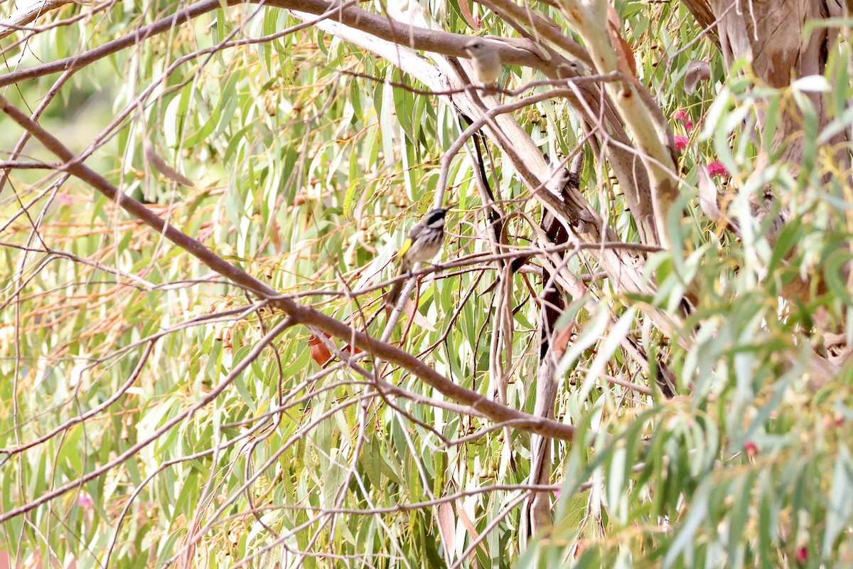 White-cheeked Honeyeater - Terry O’Connor