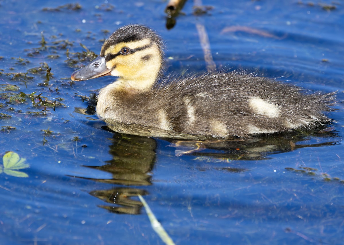 Mallard - Nathaniel Dargue