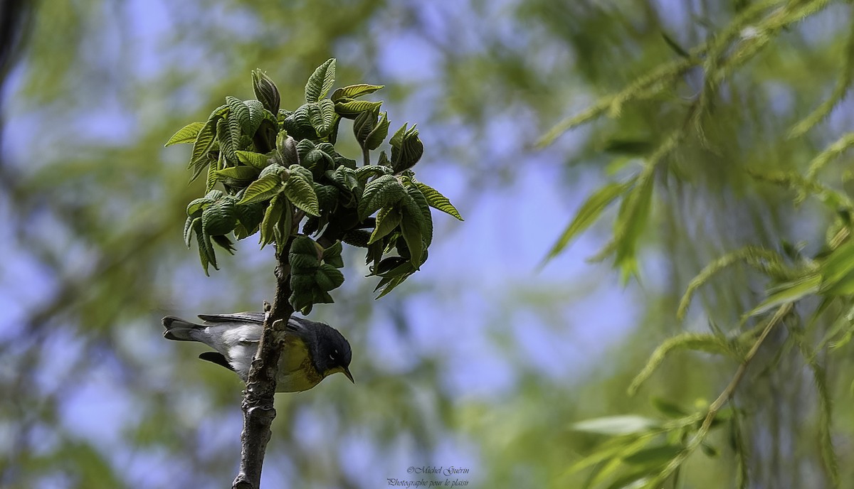 Northern Parula - Michel Guérin