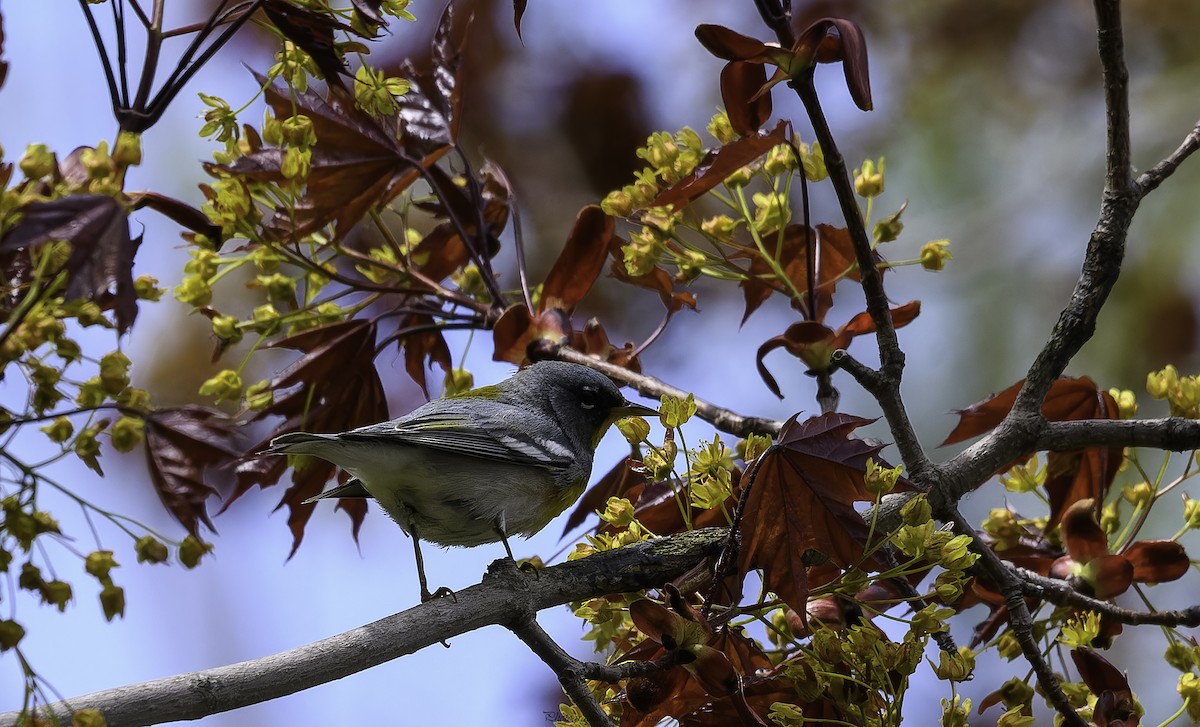 Northern Parula - Michel Guérin