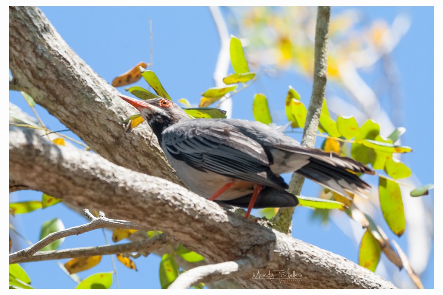 Red-legged Thrush - Armando Portelles Zaldivar