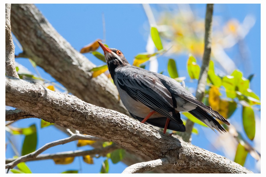 Red-legged Thrush - ML618952216