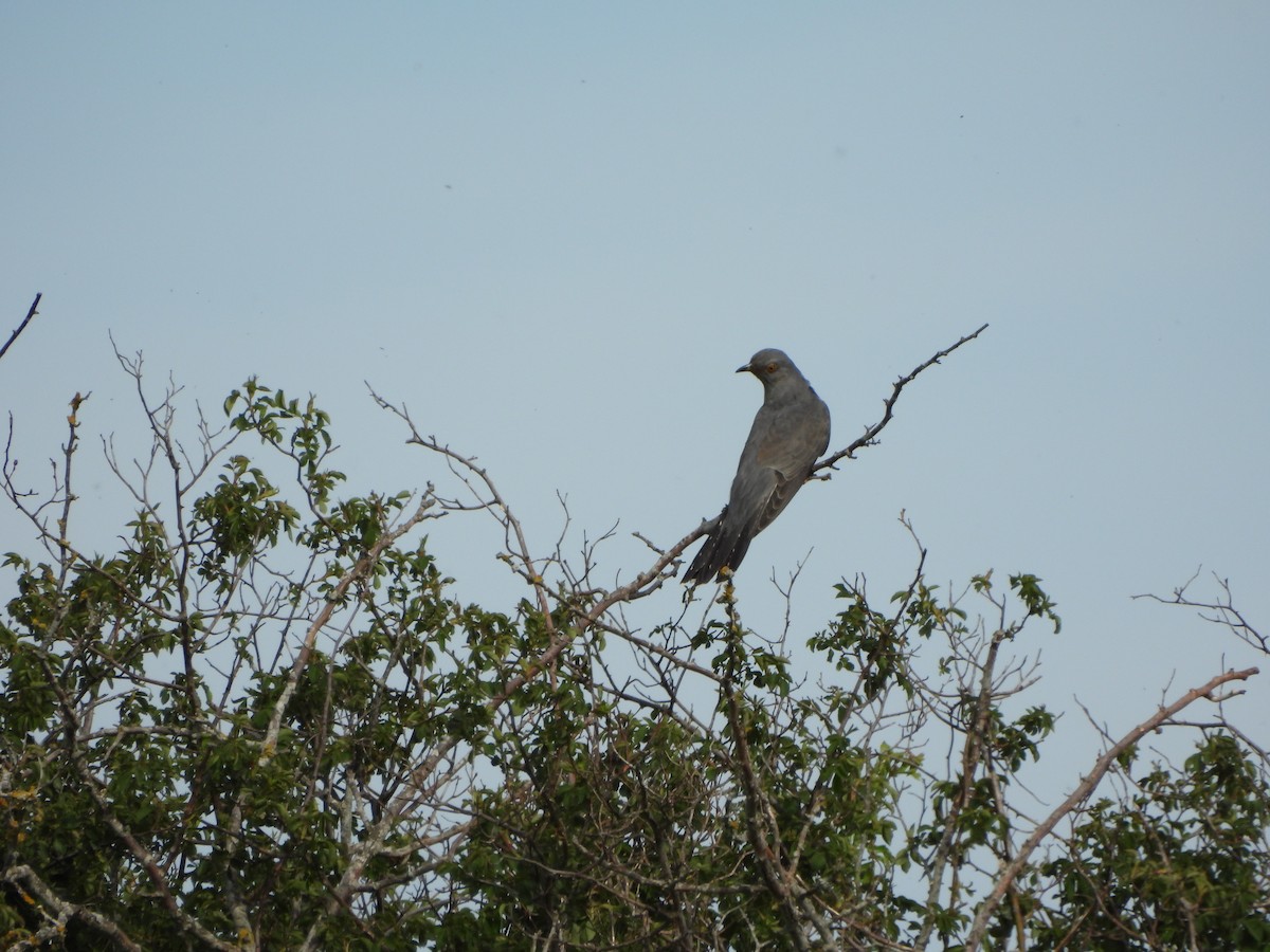 Common Cuckoo - Sheila García Lapresta