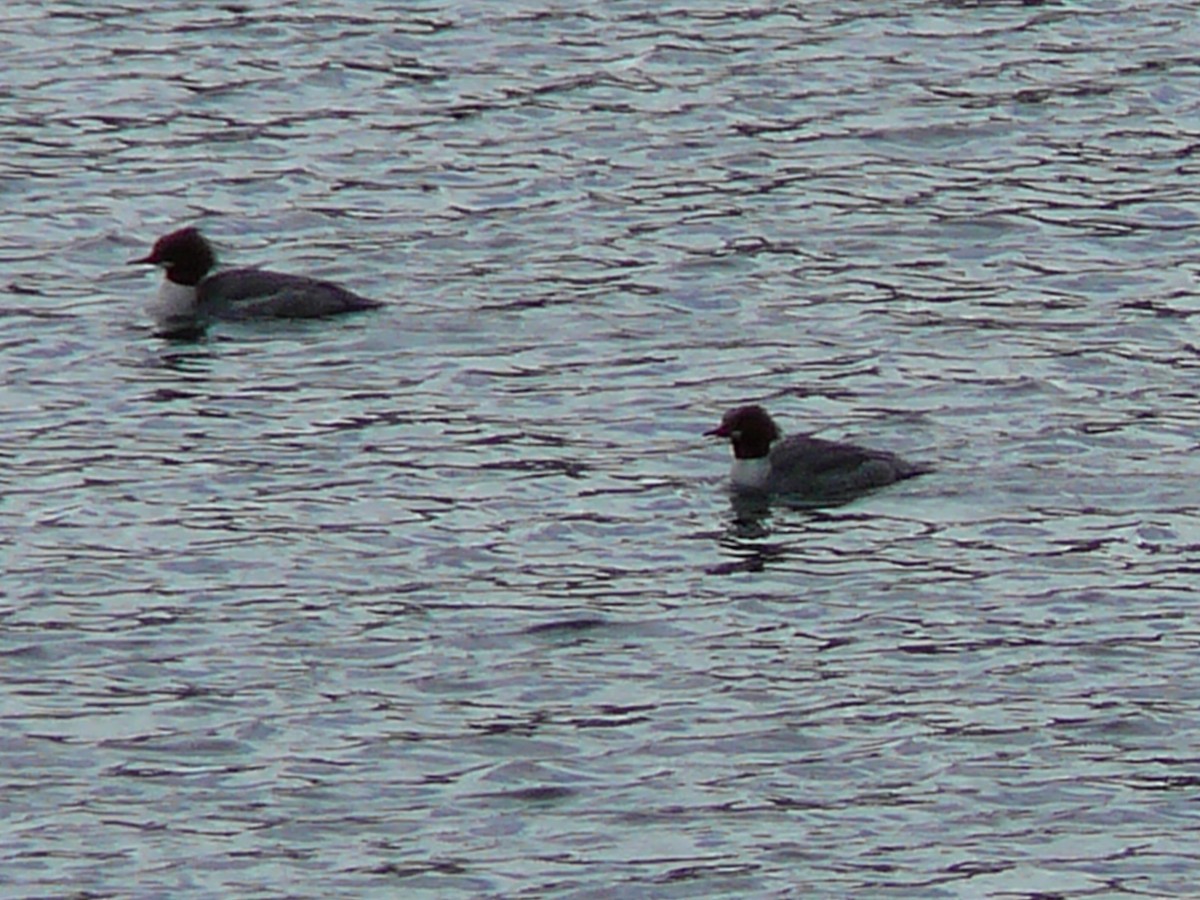 Common Merganser - Kanae Okubo