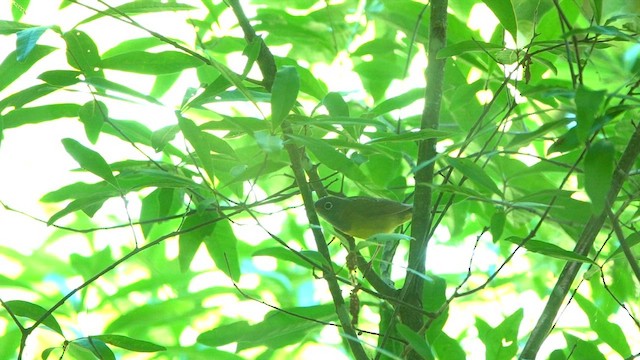 Connecticut Warbler - ML618952243