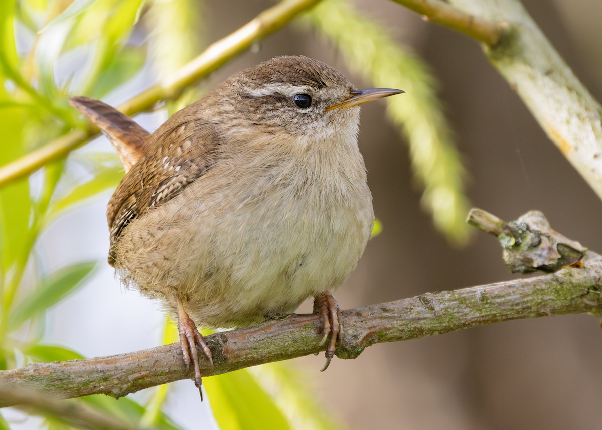 Eurasian Wren (British) - Nathaniel Dargue