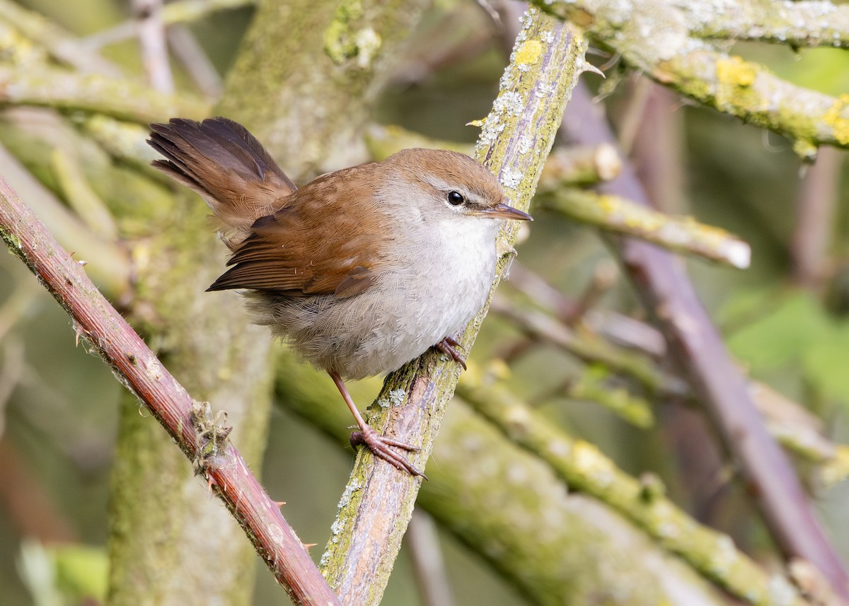 Cetti's Warbler - Nathaniel Dargue