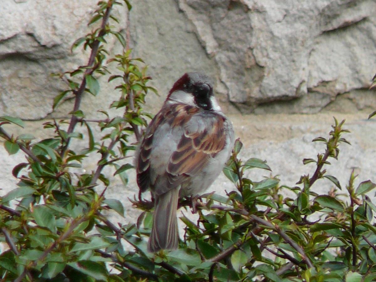 House Sparrow - Kanae Okubo