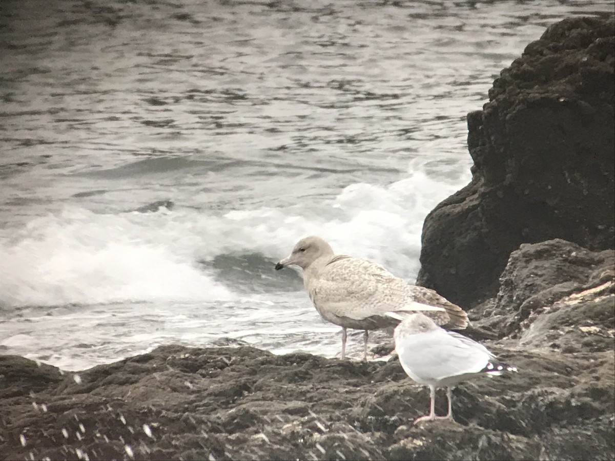 Glaucous Gull - ML618952278