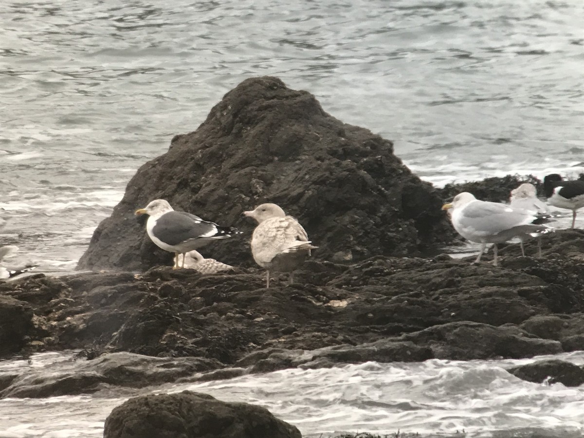 Glaucous Gull - ML618952279