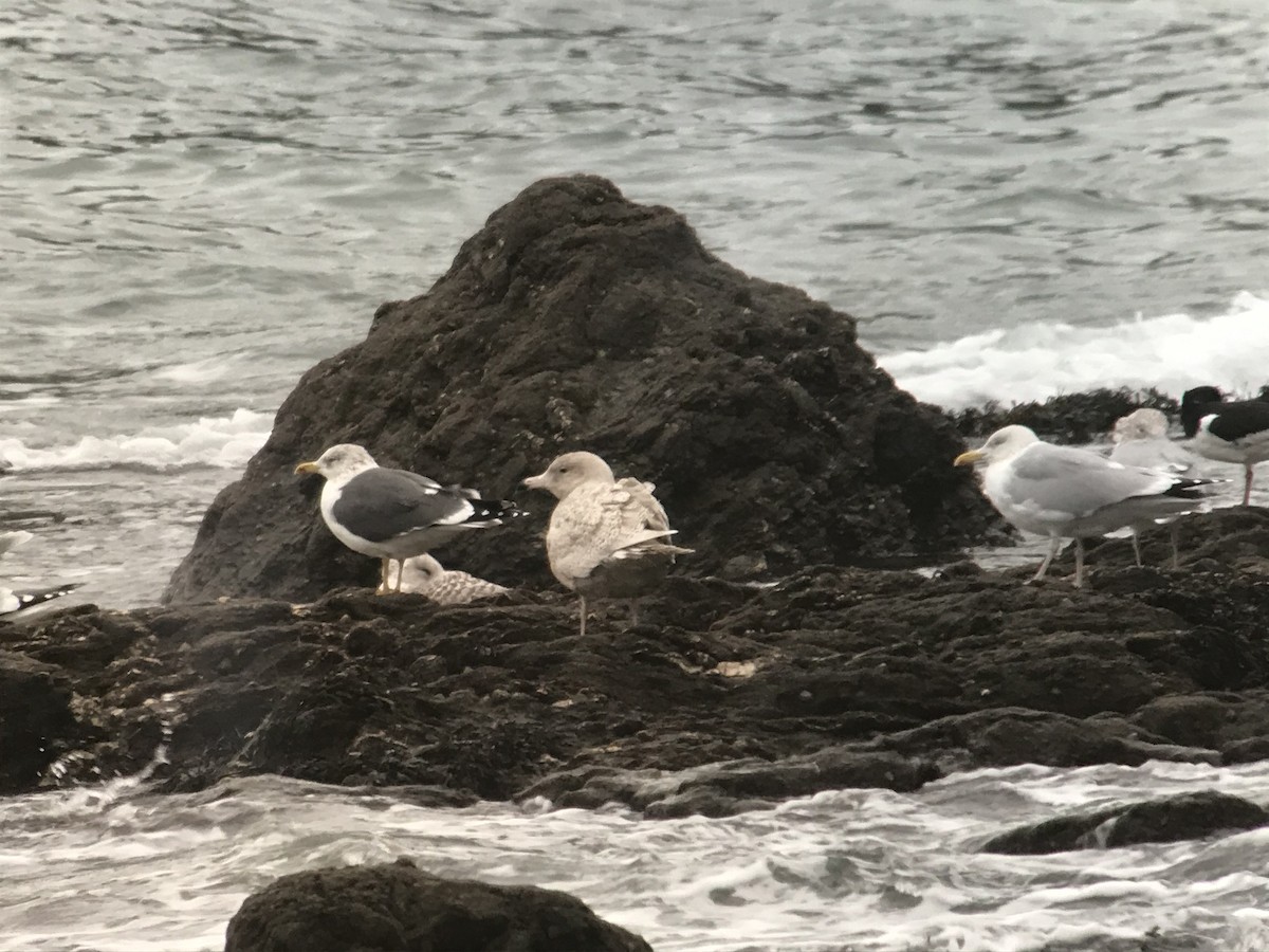 Glaucous Gull - ML618952280